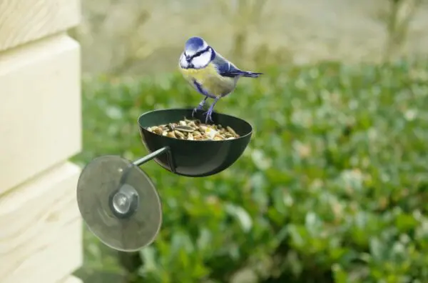 Raamvoederbakje, vogelvoerbakje voor raam, groen, metaal    FB123