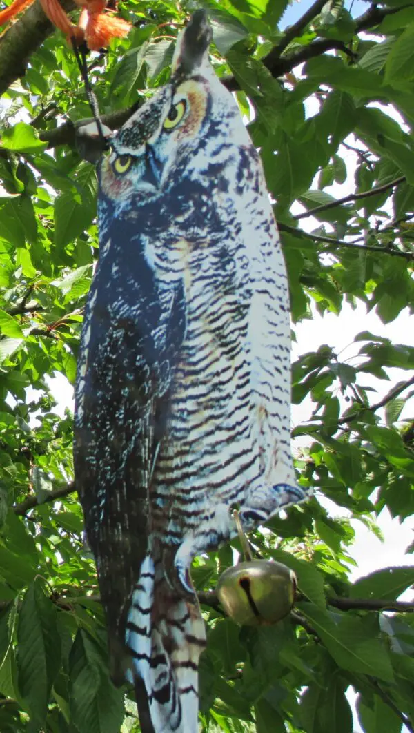 Vogelverschrikker Oehoe, uil FB142 - Afbeelding 3