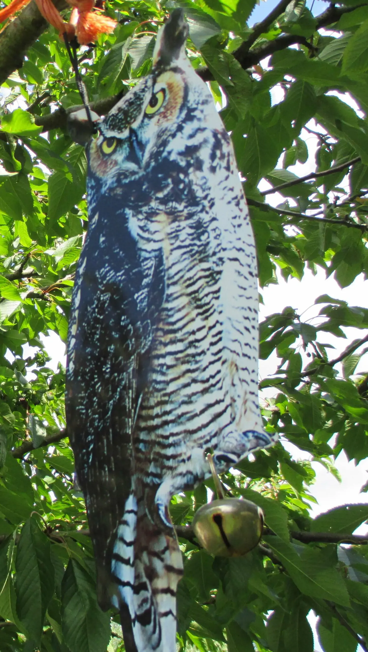 Vogelverschrikker Oehoe, uil FB142 - Afbeelding 3