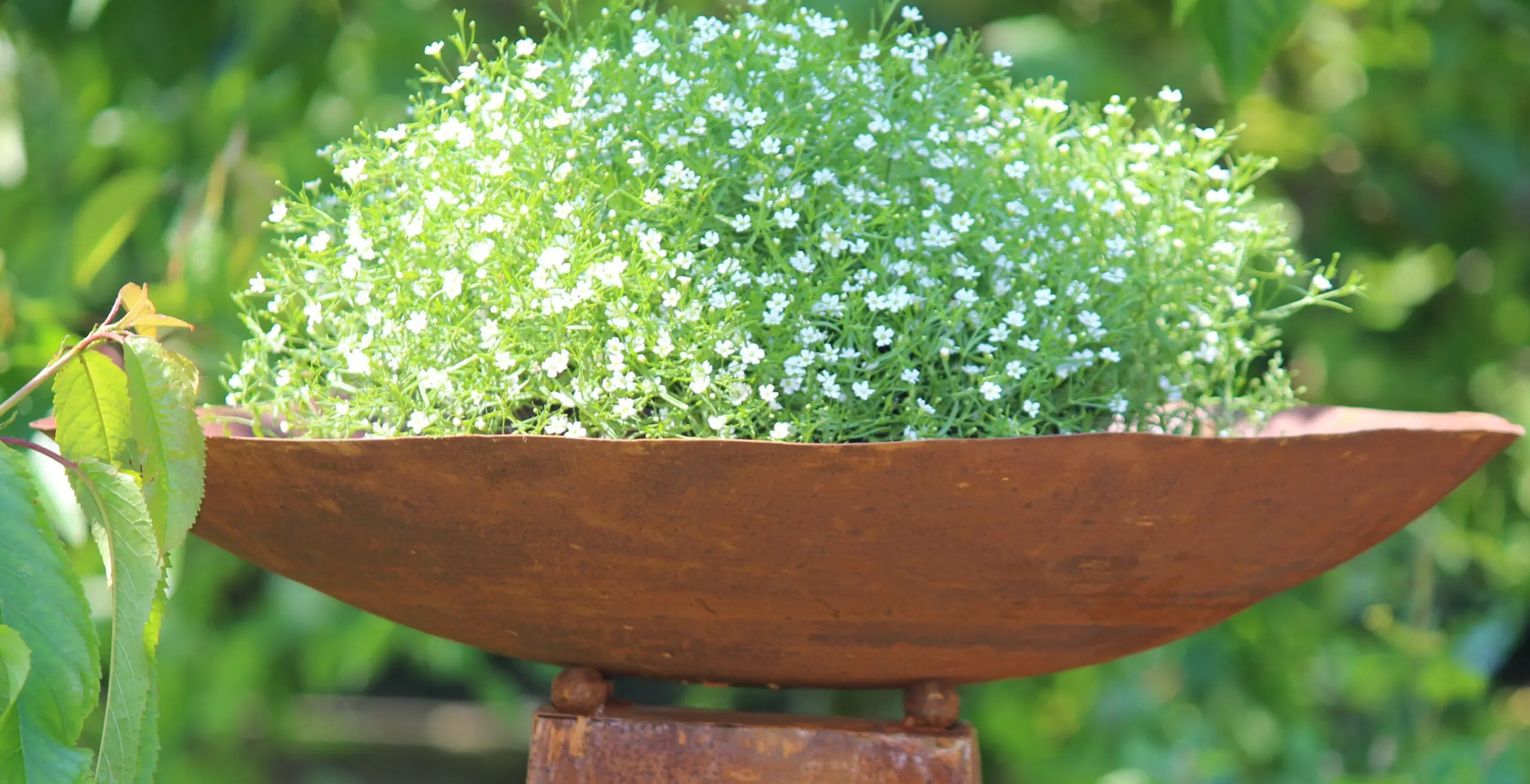 Schaal Metaal Roest - Afbeelding 2