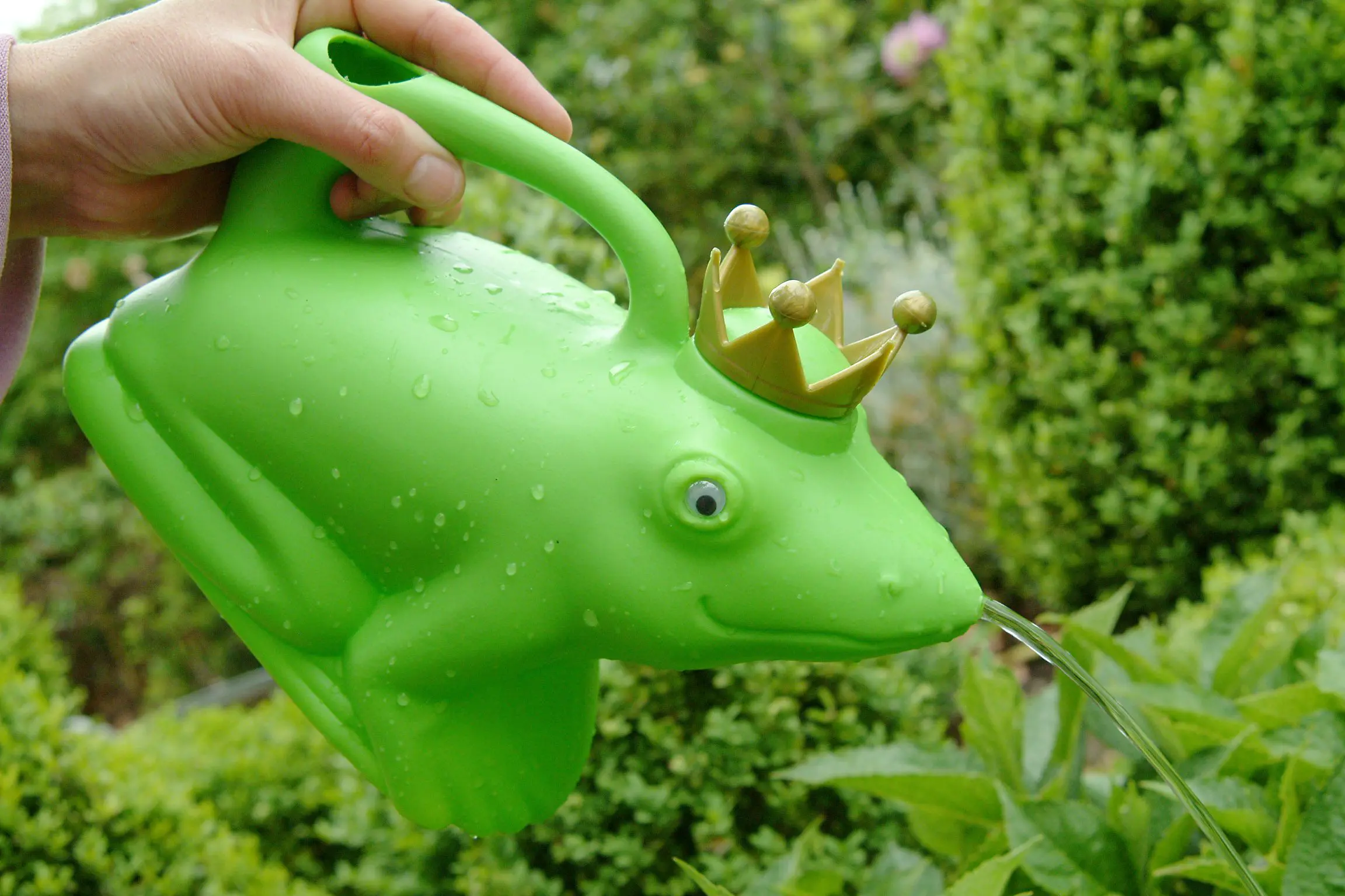 Gieter Kikkerkoning met 'gouden' kroon, groen TG68