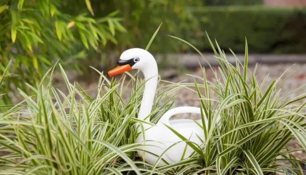 Gieter zwaan, wit TG242 - Afbeelding 8