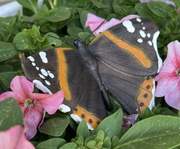 Vlinder, Muurvlinder, Polyresin, Oranje/bruin/wit - Afbeelding 3