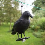 Vogelverschrikker, Duivenverjager Kraai, Raaf