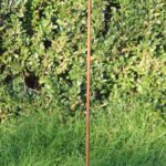 Tuinhaak, Herdersstaf Hoogte: 80cm.