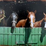 Decoratiebord met 4 Paardenhoofden, Metaal