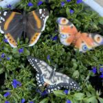 Vlinder, Muurvlinder, Polyresin, Oranje/bruin