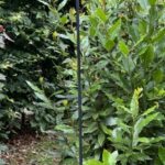 Plantensteun 150 cm. met sierknop, Zwart