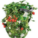 Taurpauline Aardbeien/ Kruiden kweekzak